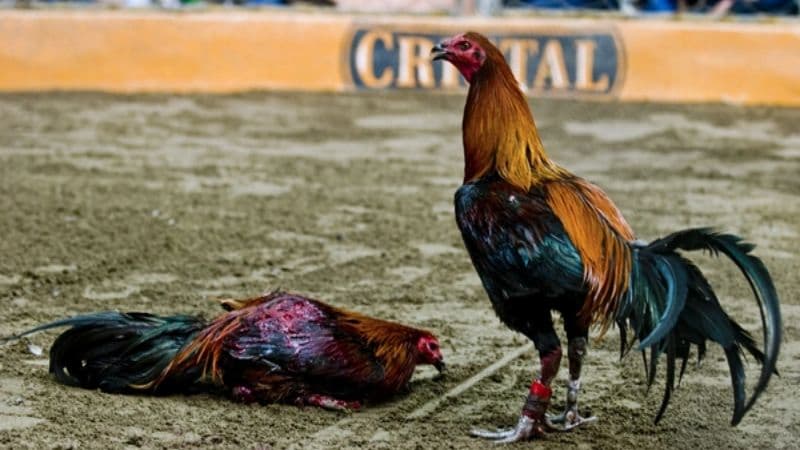 Đá gà cựa sắt 